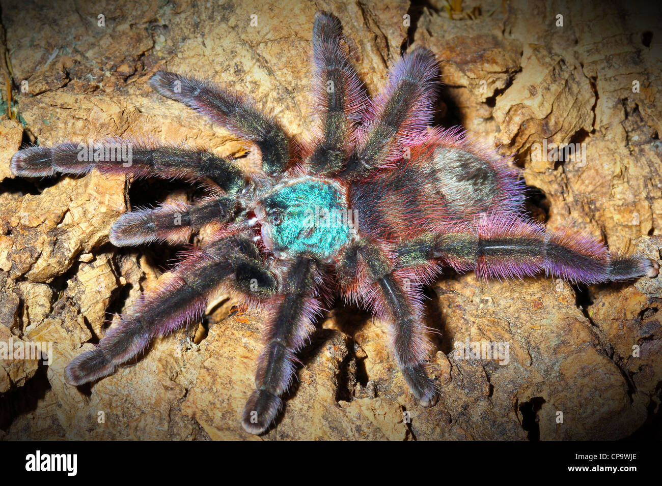 Pinktoe Antilles Tarantula, AKA la Martinique Red Tree Spider