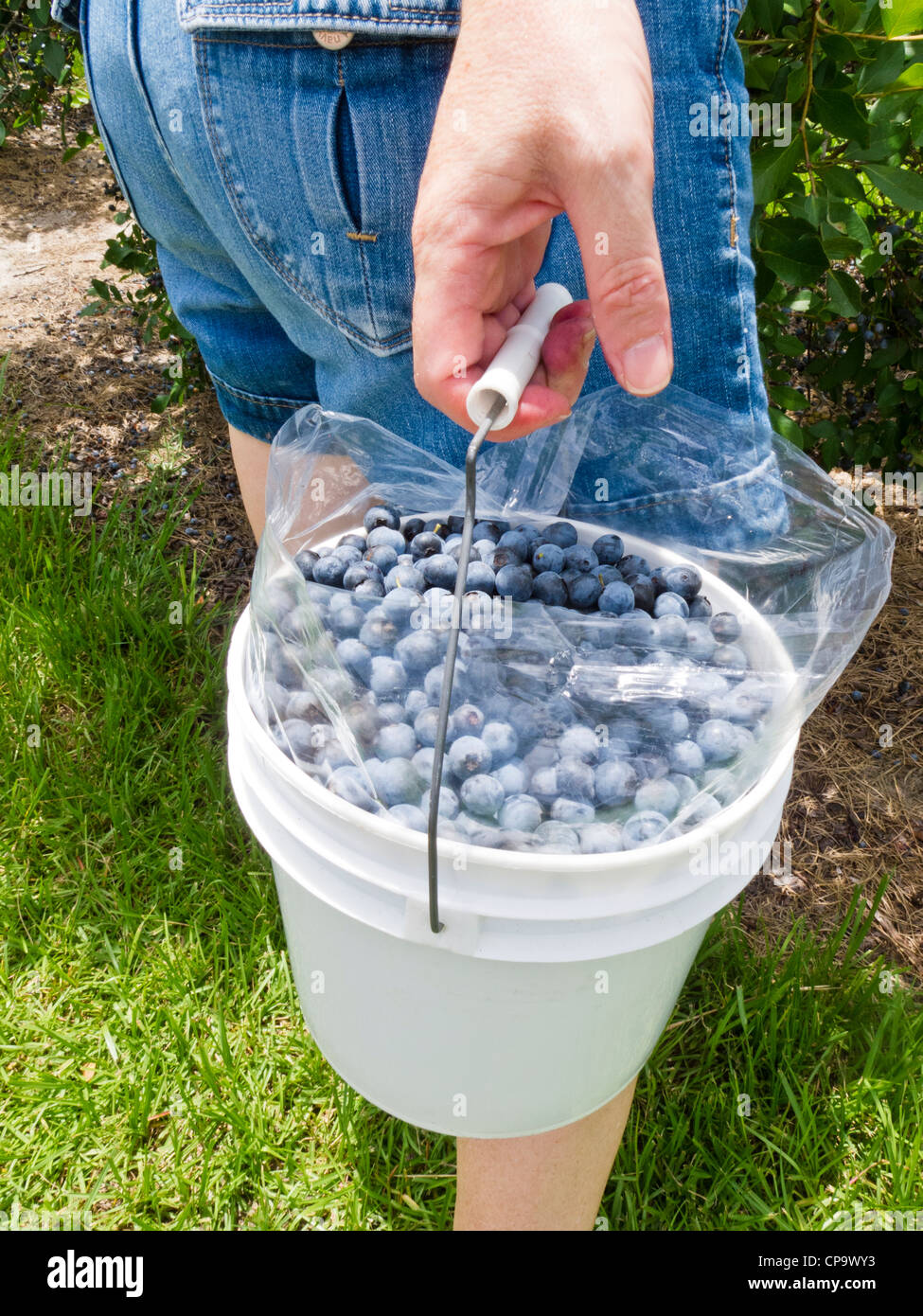 Les bleuets cueillette à une Floride U-Pick blueberrry ferme. Banque D'Images