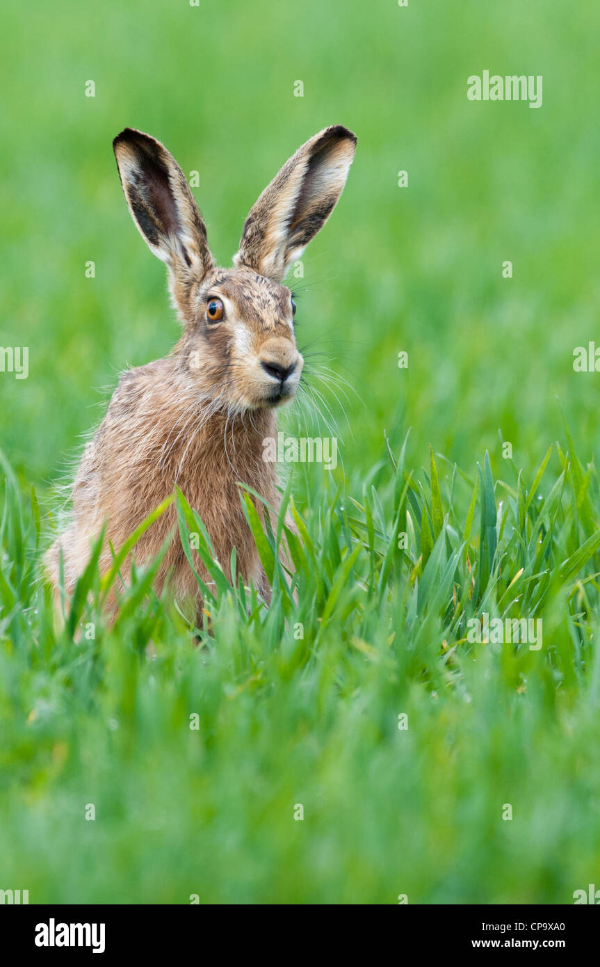 Lièvre brun (Lepus europaeus) sitting in field Banque D'Images