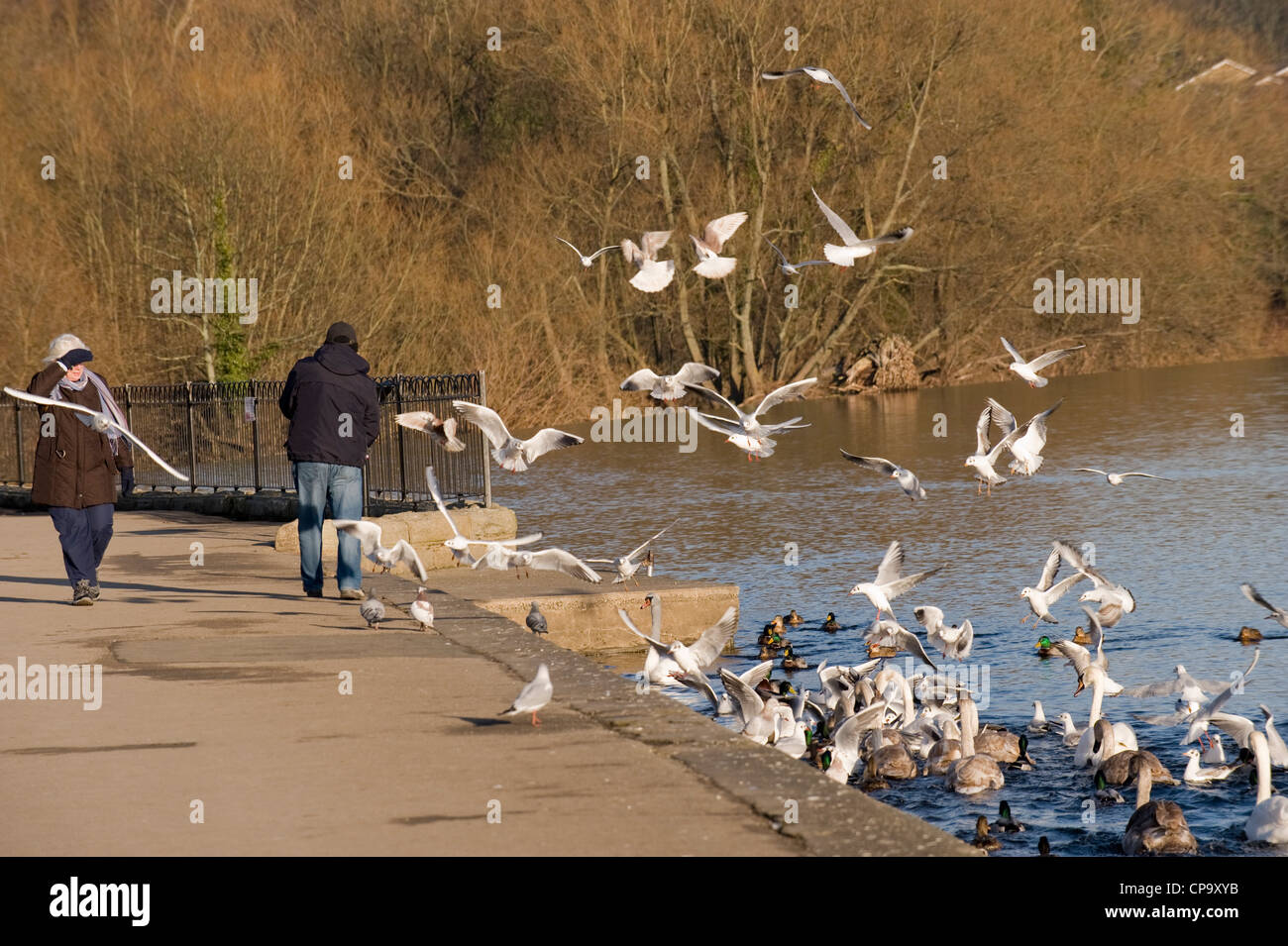 Nourrir les oiseaux l'homme avec les goélands, canards et cygnes voler, swooping, natation, s'assemblant autour de lui (femme marche par) - River Wharfe, Otley, Yorkshire, GB, au Royaume-Uni. Banque D'Images