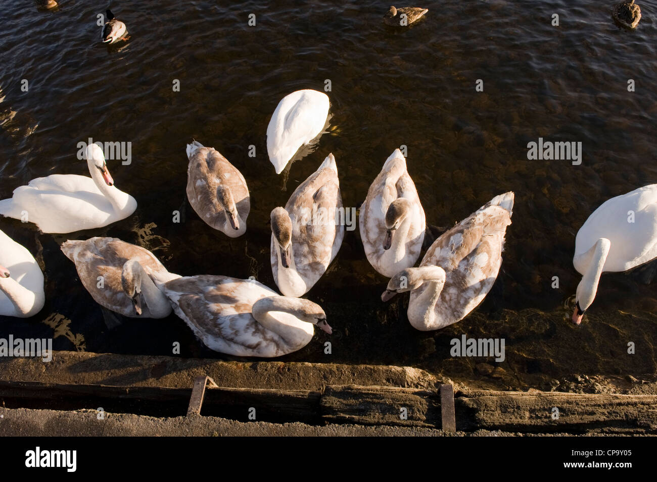 Troupeau de cygnes tuberculés nager sur l'eau en rive, adultes et juvéniles ensemble (vue de haut) - River Wharfe, Otley, North Yorkshire, Angleterre, Royaume-Uni. Banque D'Images