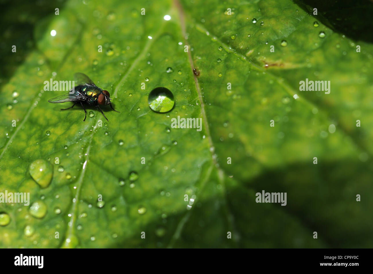 La mouche commune perchée sur feuille avec des gouttes d'eau Banque D'Images