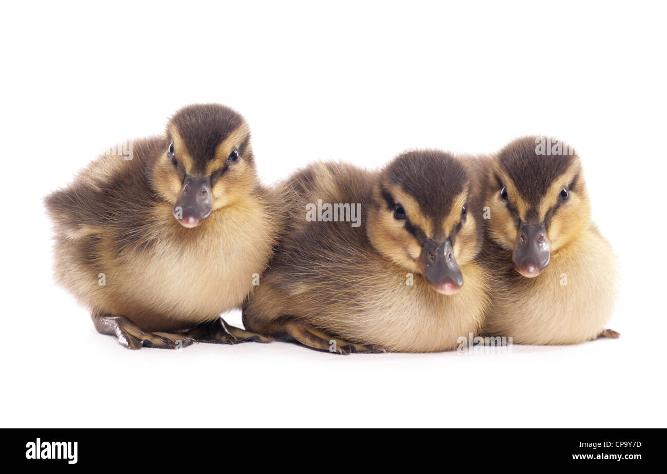 Canard colvert Anas platyrhynchos trois canetons assis dans un studio UK Banque D'Images