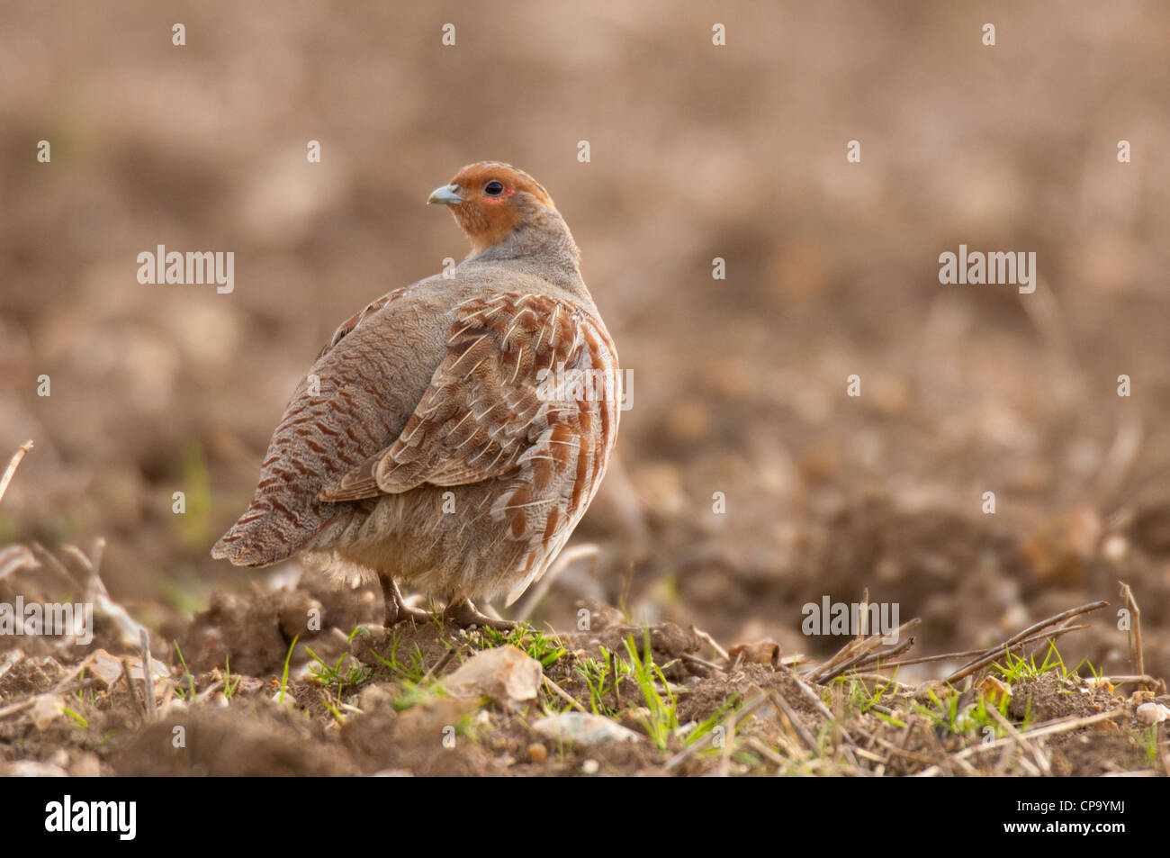 La perdrix grise (Perdix perdix) sur les terres arables, à Norfolk. Banque D'Images