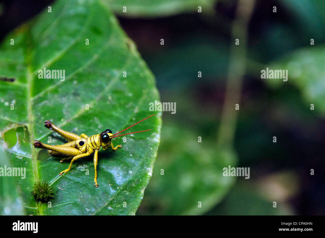 Amazon basin rainforest insects Banque de photographies et d'images à haute  résolution - Alamy
