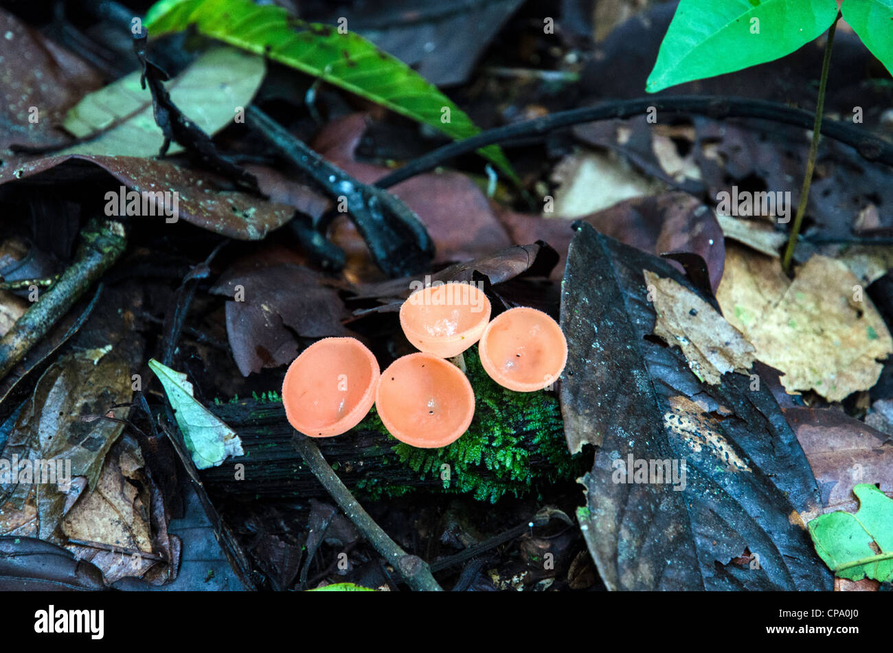 Bassin de l'amazone rainforest Tierras Orientales Equateur Banque D'Images