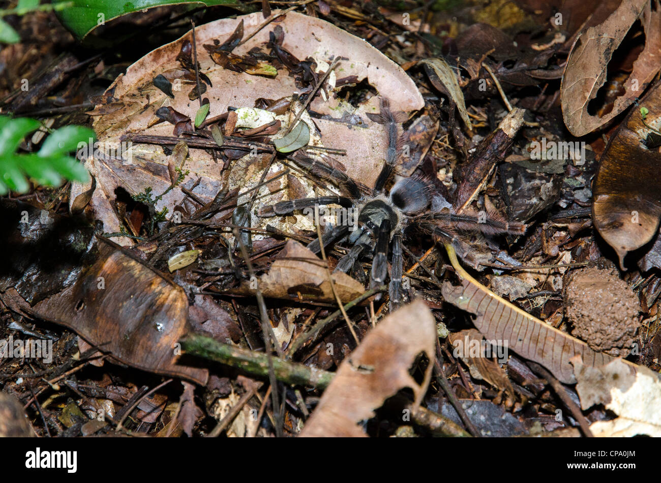 Tarantula Amazonie rainforest Tierras Orientales Equateur Banque D'Images