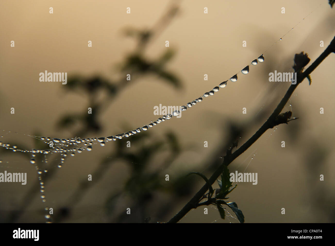 Spider web avec des gouttes de rosée Banque D'Images