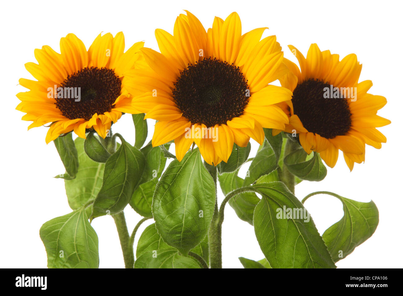Tournesol lumineux isolé sur fond blanc Banque D'Images