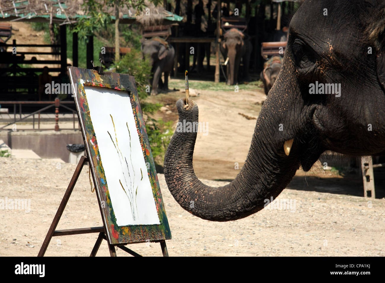 Éléphant dans le processus de peindre une fleur à Maesa Elephant Camp, Chiang Mai, Thaïlande Banque D'Images Éléphant dans le processus de peindre une fleur à Maesa Elephant Camp, Chiang Mai, Thaïlande Banque D'Images