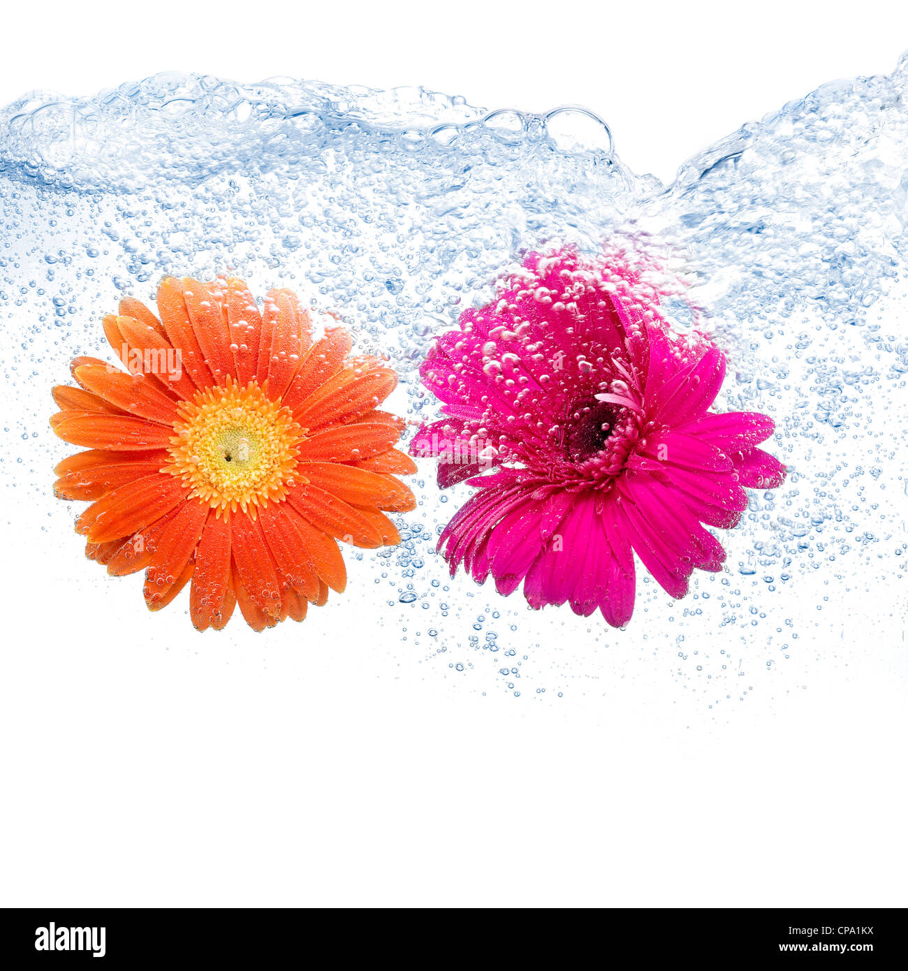Deux marguerites colorées dans l'eau sur fond pur Banque D'Images