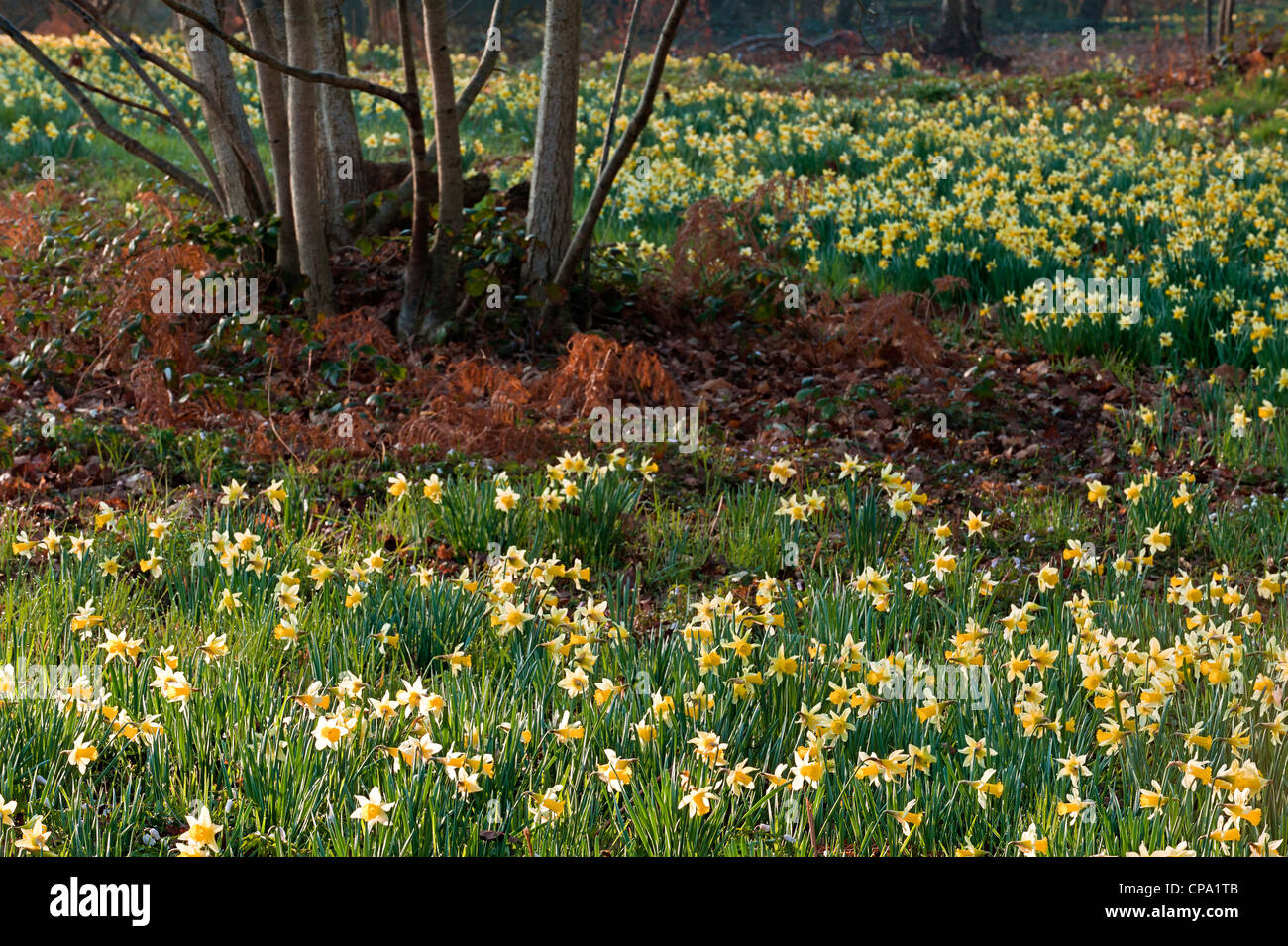 Jonquille Narcissus pseudonarcissus sauvage ssp ; Banque D'Images