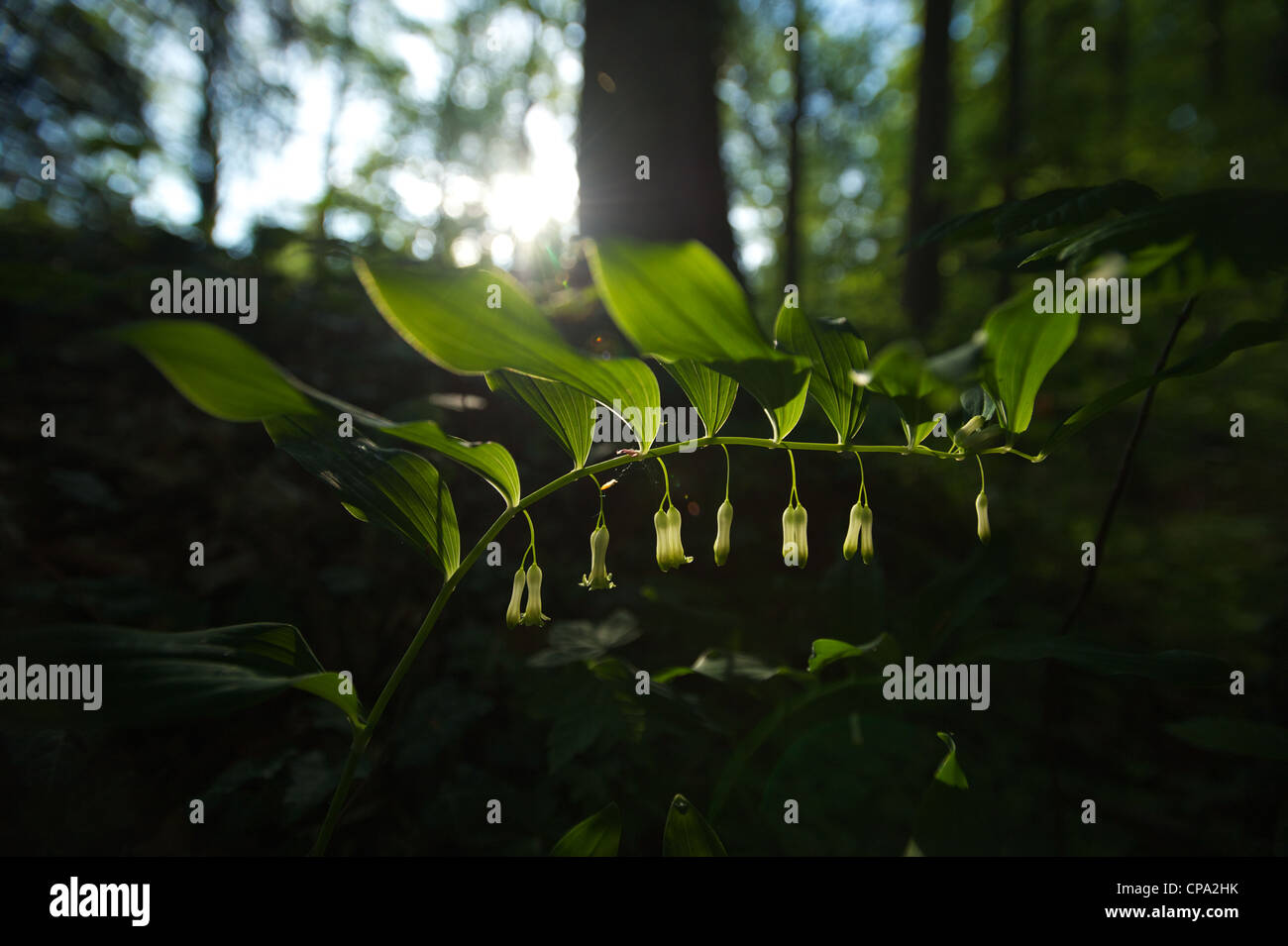 Sweet Woodruff retour arrière allumé allumé Banque D'Images