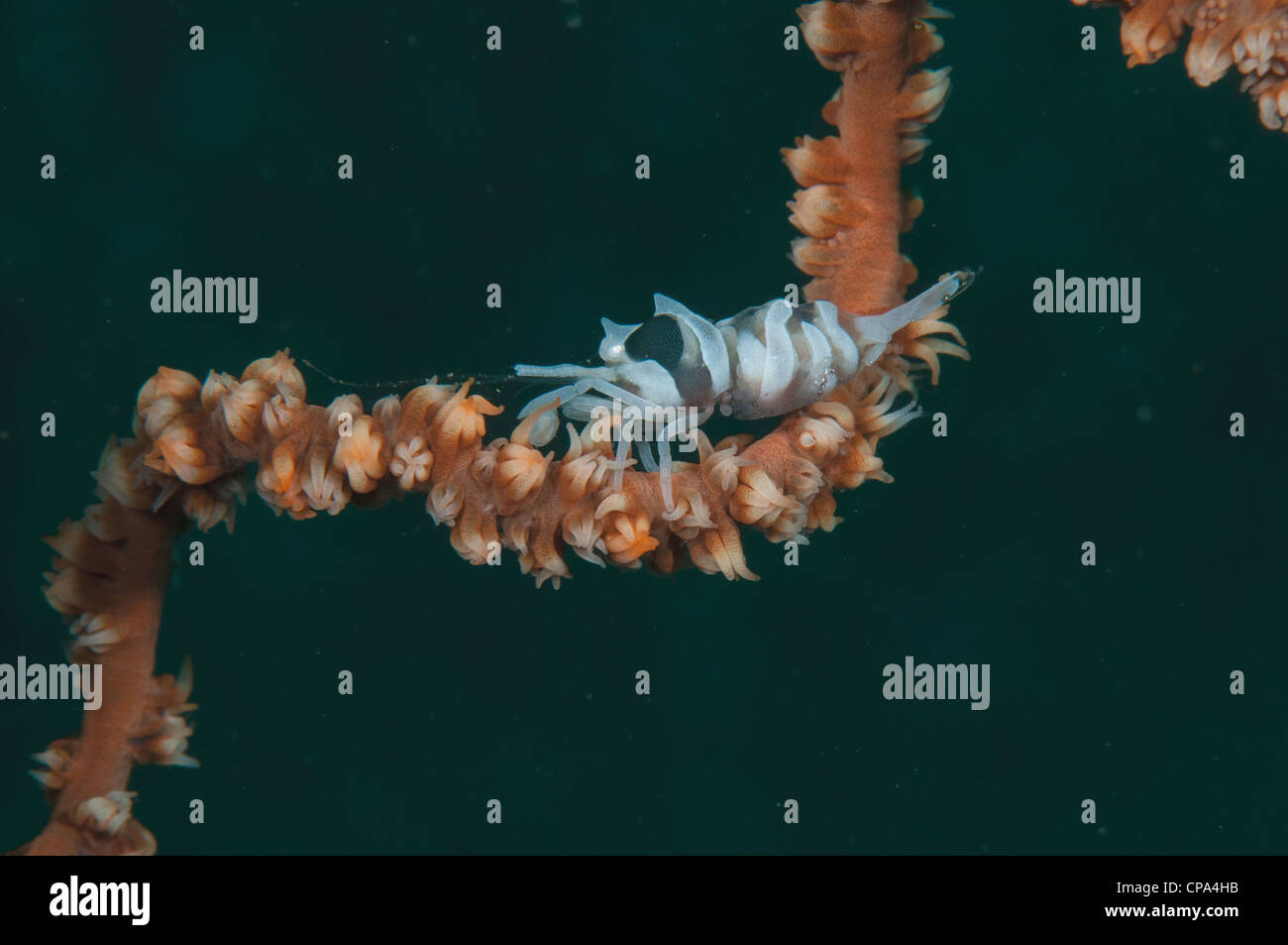 Commensal de corail fouet crevettes (Pontonides unciger) whip dans le corail sur Détroit de Lembeh Indonésie Banque D'Images