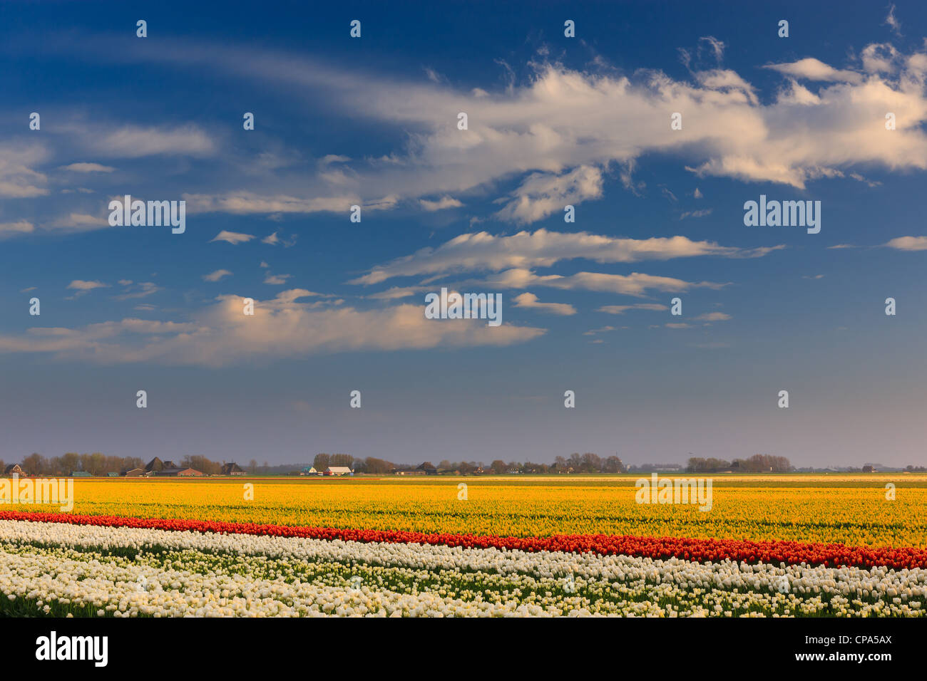 Ampoule néerlandais et champs de fleurs au printemps dans les Pays-Bas Banque D'Images