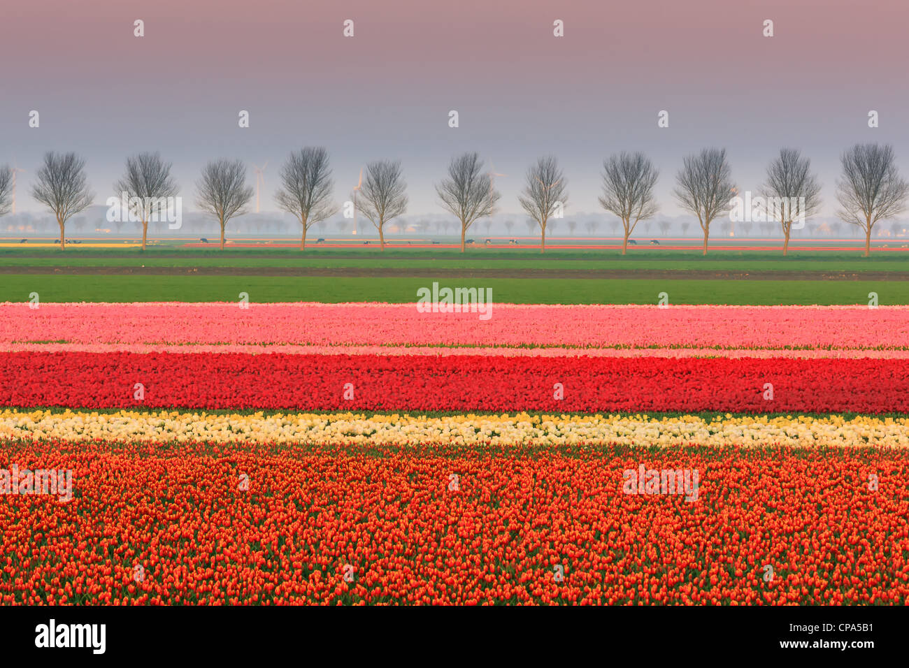 Ampoule néerlandais et champs de fleurs au printemps dans les Pays-Bas Banque D'Images