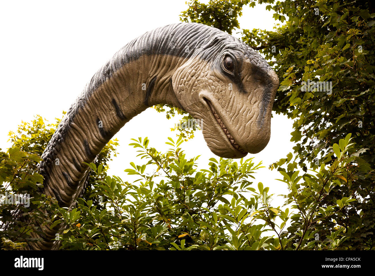 Dans le parc, l'Apatosaurus dinosaure Dan yr Ogof, Pays de Galles, Royaume-Uni Banque D'Images