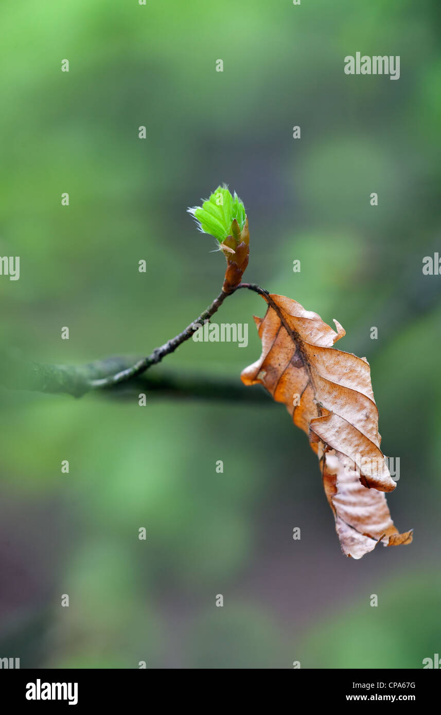 Hêtre Fagus sylvatica nouvelle pousse et old leaf Banque D'Images