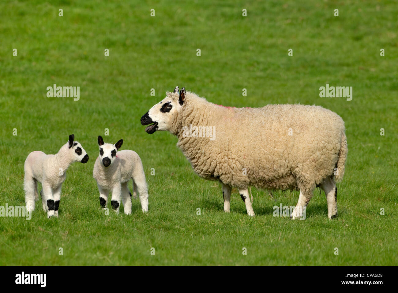 Kerry Hill Brebis et agneaux ludique sur l'herbe de printemps à Pâques Banque D'Images