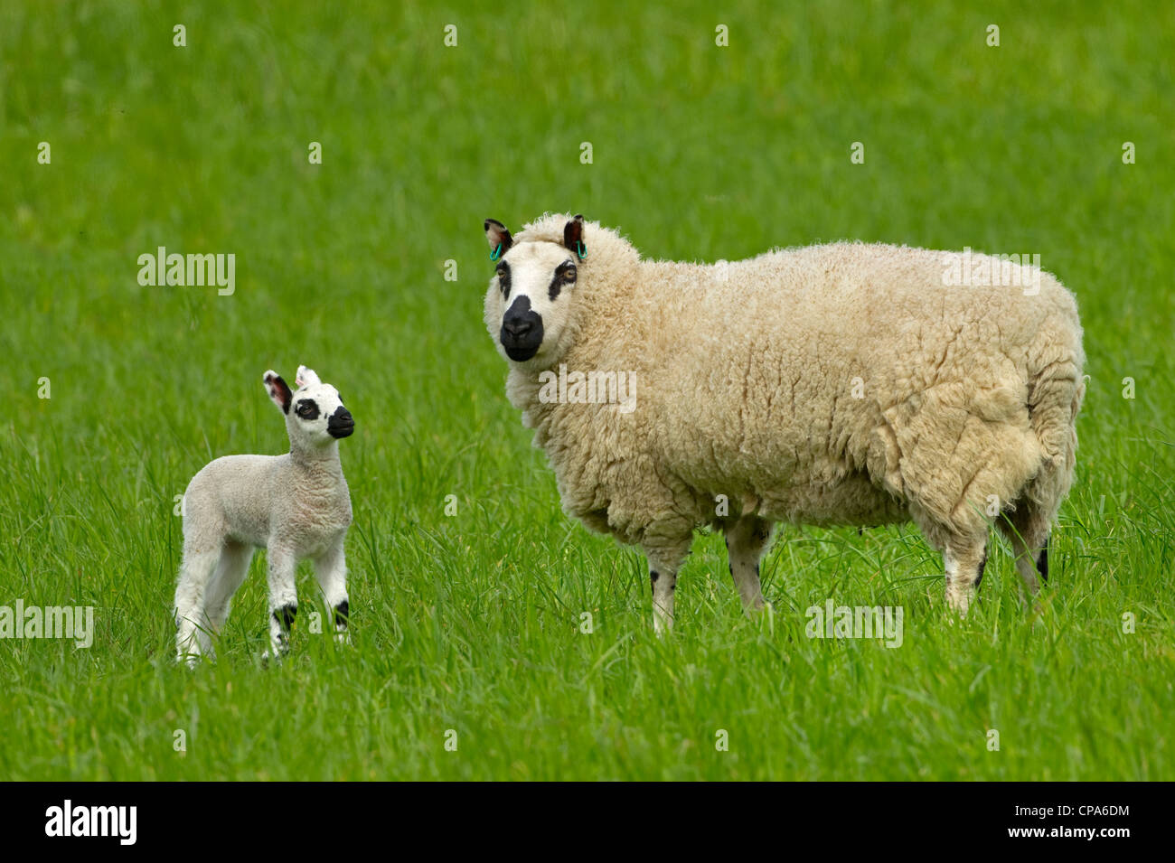 Kerry Hill troupeau de moutons montrant les brebis et les agneaux sur l'herbe de printemps Banque D'Images