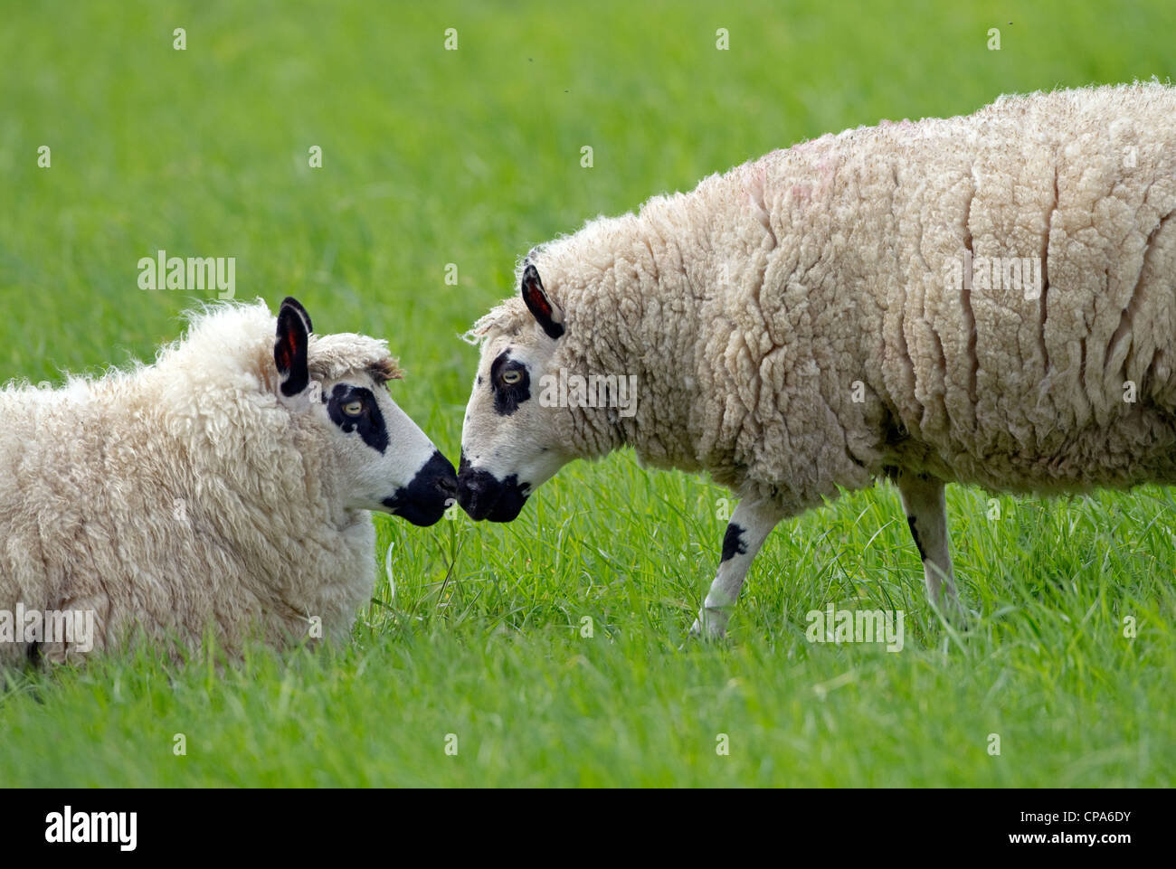 Kerry Hill deux brebis du troupeau de moutons Banque D'Images
