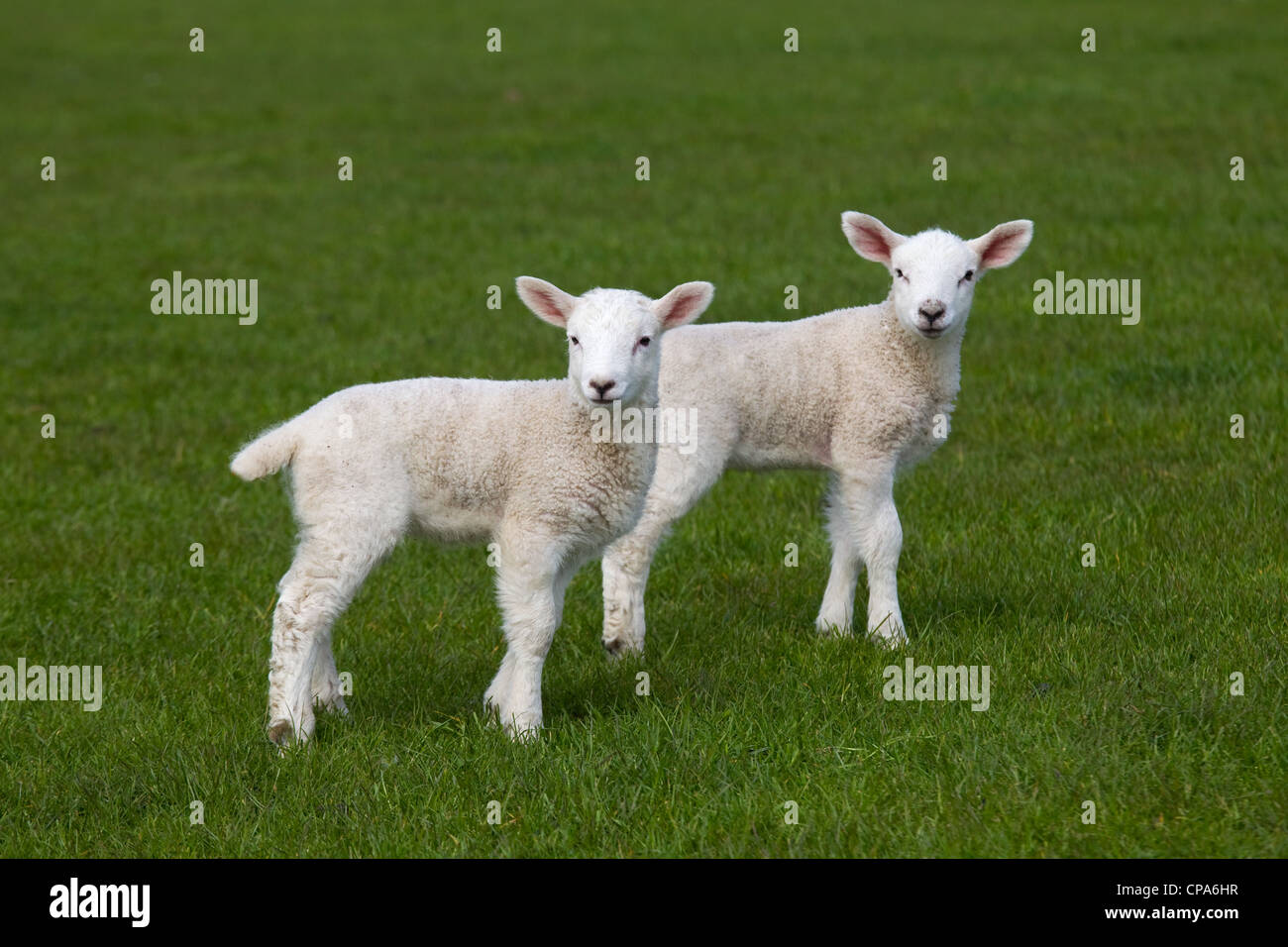 Une paire de agneaux jouer dans le pré à Pâques Banque D'Images