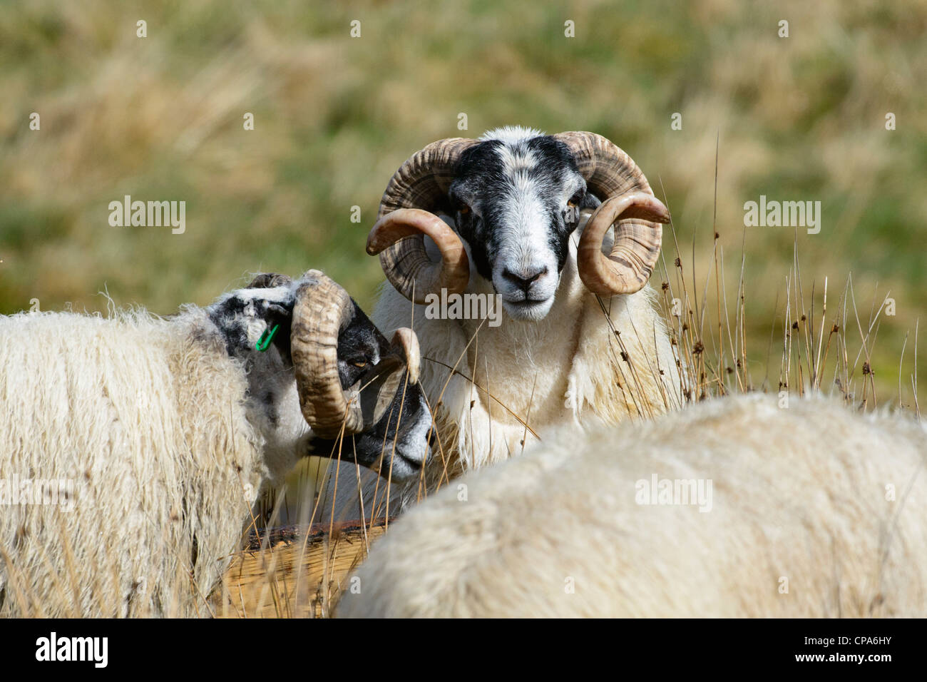 Face noire des moutons, béliers Banque D'Images