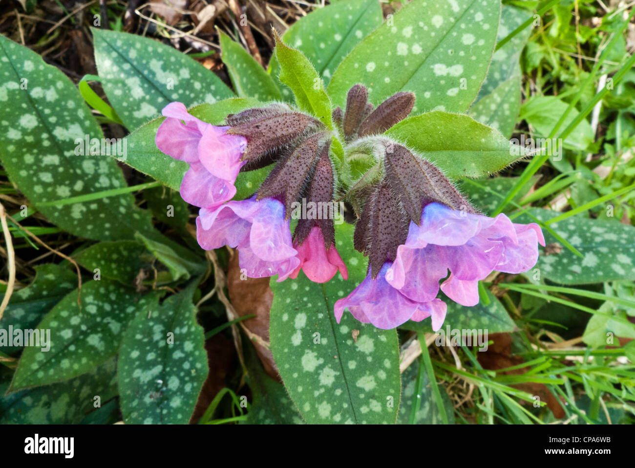 Pulmonaire (Pulmonaria officinalis) Banque D'Images