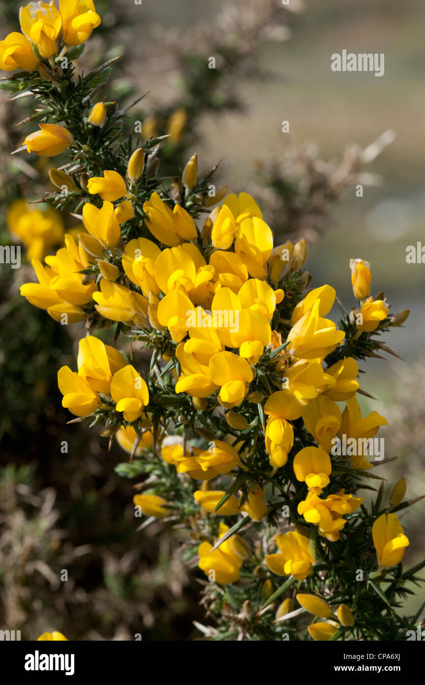 L'ajonc commun (Ulex europaeus), détail de fleurs Banque D'Images