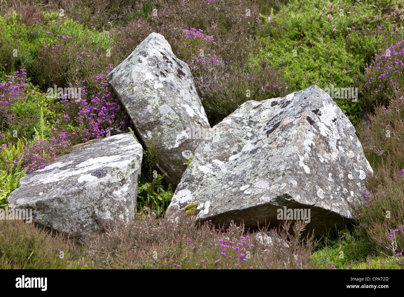 Dans les roches de granit heather, Parc National de Snowdonia, le Nord du Pays de Galles, Royaume-Uni Banque D'Images