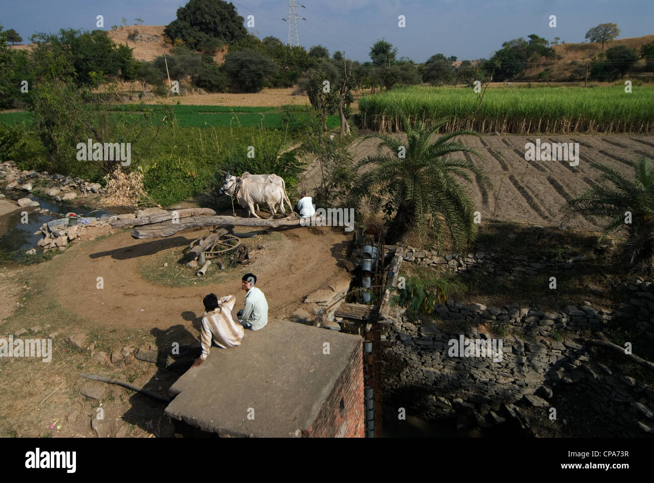 Les agriculteurs de la supervision d'une bien-être propulsé par les vaches, Udaipur, Rajasthan, Inde Banque D'Images