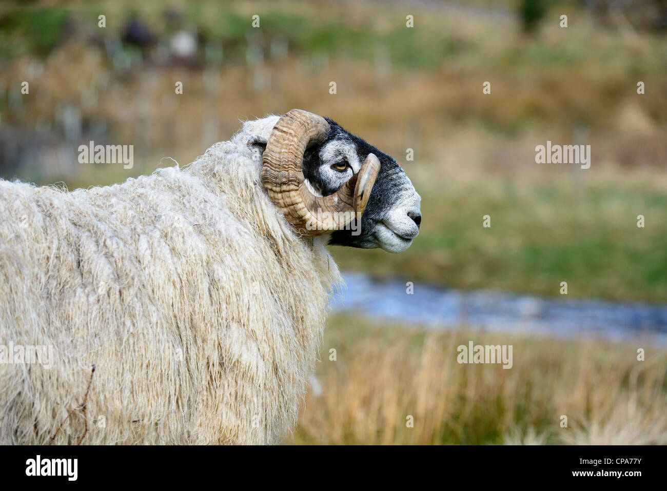 Face noire des moutons, béliers Banque D'Images