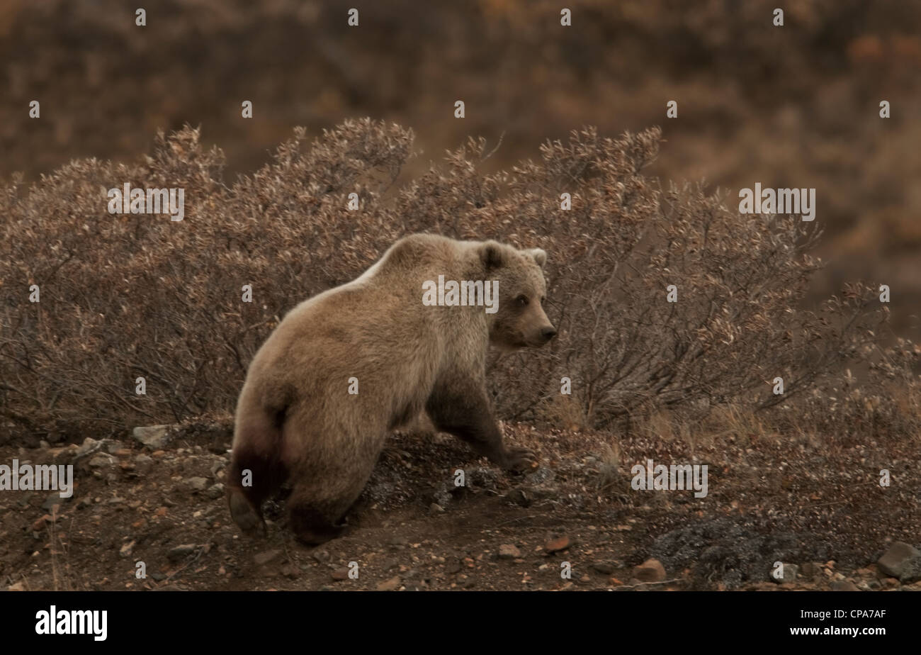 Grizzly (Ursus arctos) ours, Denali National Park, Alaska Banque D'Images