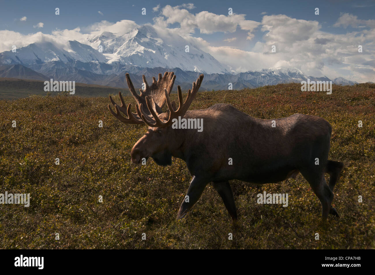 Orignal (Alces alces), le Mont McKinley et la chaîne de l'Alaska partager un rare moment ensoleillé dans le parc national Denali, en Alaska. Banque D'Images