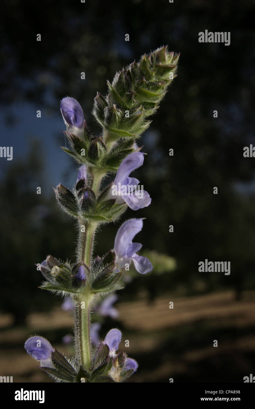 Photo : Steve Race - La nature Sauge (Salvia sylvestris), croissant en Catalogne, Espagne. Banque D'Images