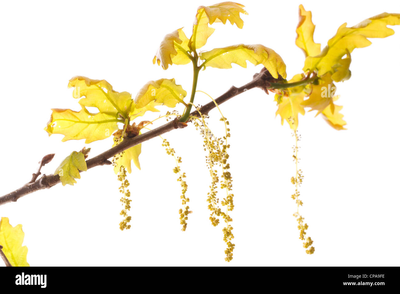 Chatons de fleurs ou le chêne pédonculé (Quercus walkeri  = Quercus robur). Banque D'Images