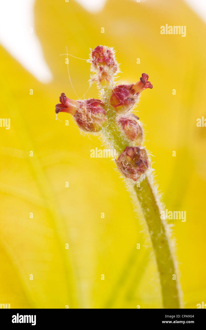 Fleurs femelles du chêne pédonculé (Quercus walkeri  = Quercus robur). Banque D'Images