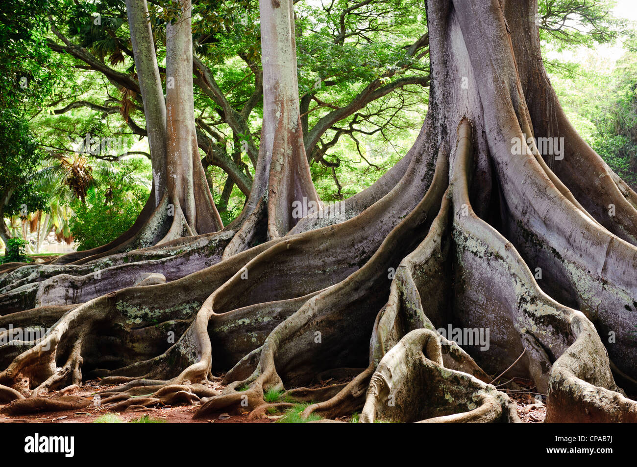 Arbre Avec Des Racines Banque d'image et photos - Alamy