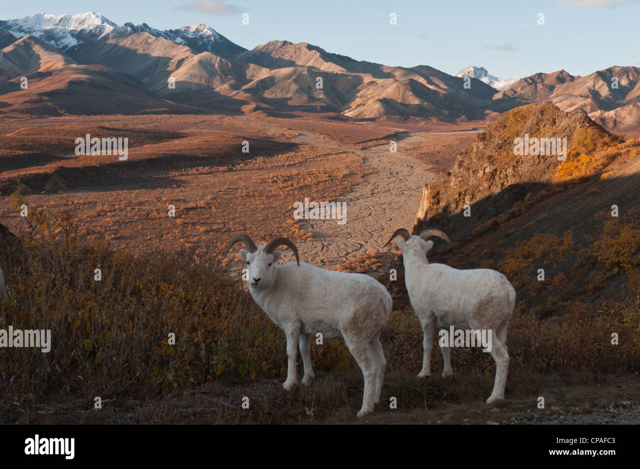 Le mouflon de Dall (Ovis dalli) Les béliers, Les collines polychrome, l'Alaska et la vallée. Le Parc National Denali, Alaska Banque D'Images