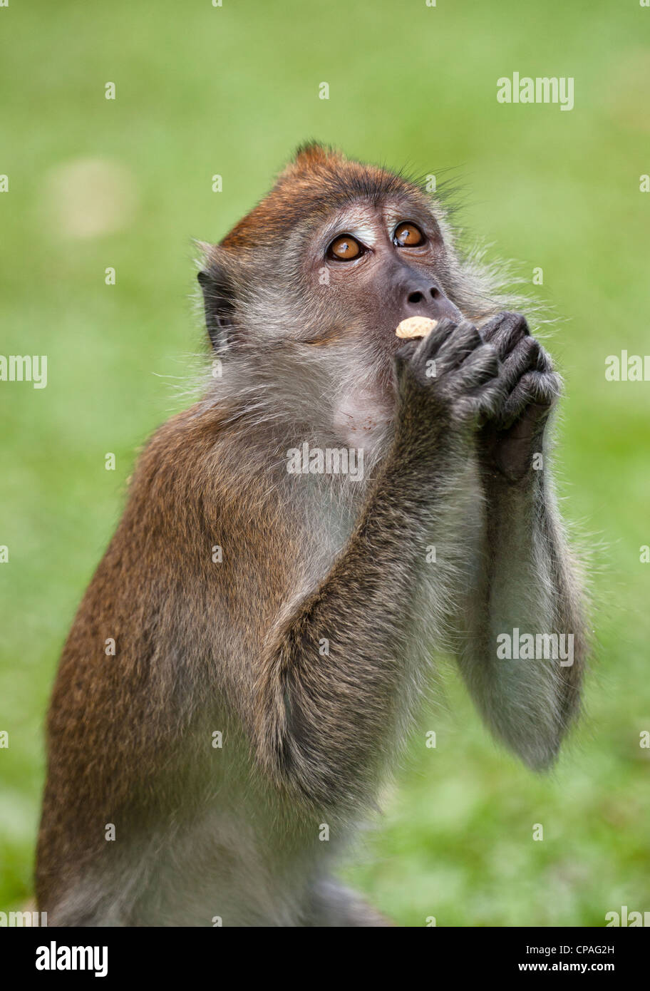 Un petit singe macaque à Penang, Malaisie Banque D'Images