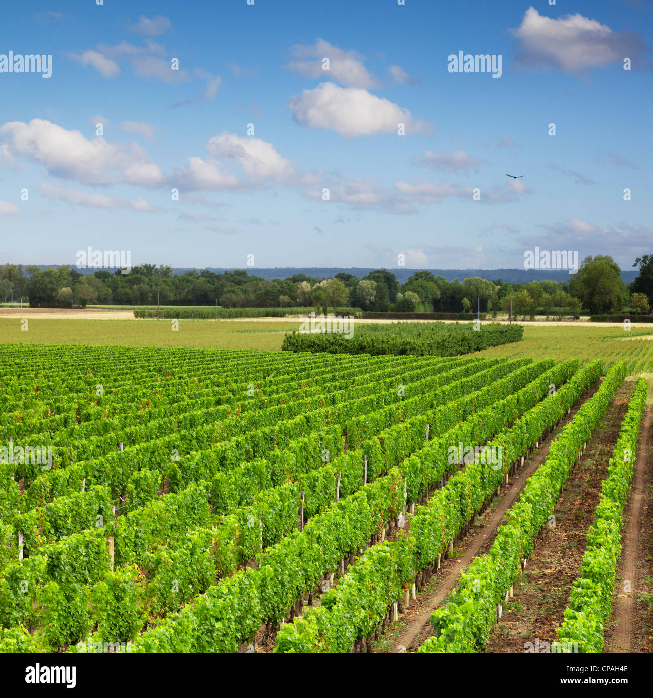 D'un vignoble dans la vallée de la Loire, France. Banque D'Images