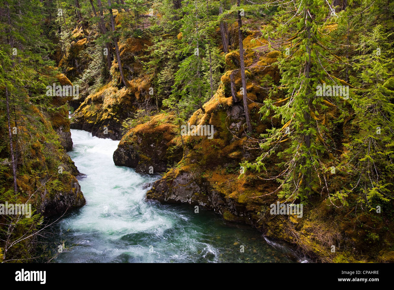 L'extrémité inférieure de l'upper falls sur la rivière Little Qualicum, île de Vancouver, Canada Banque D'Images