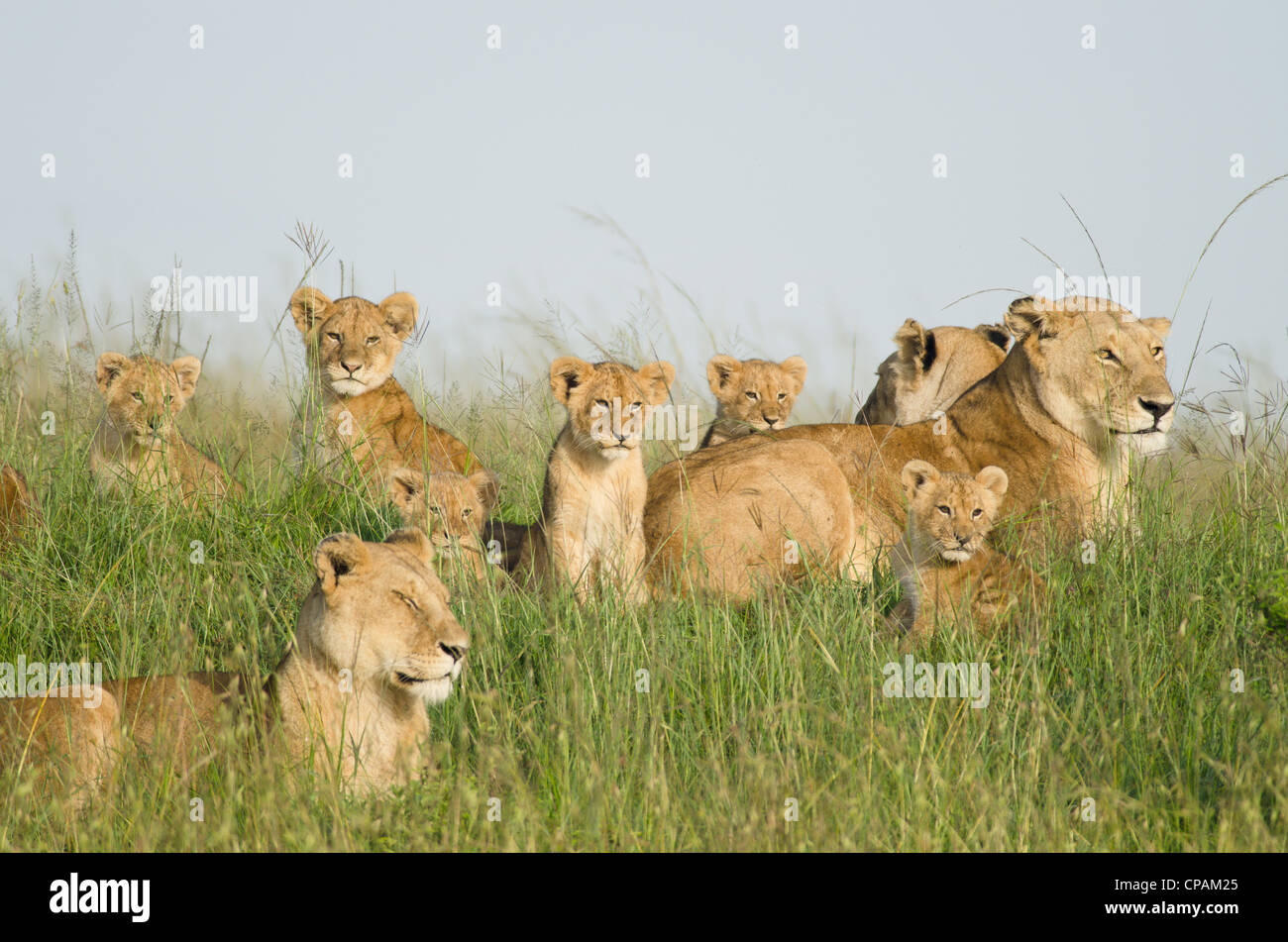 Trois lionnes et cinq oursons,masai Mara Banque D'Images