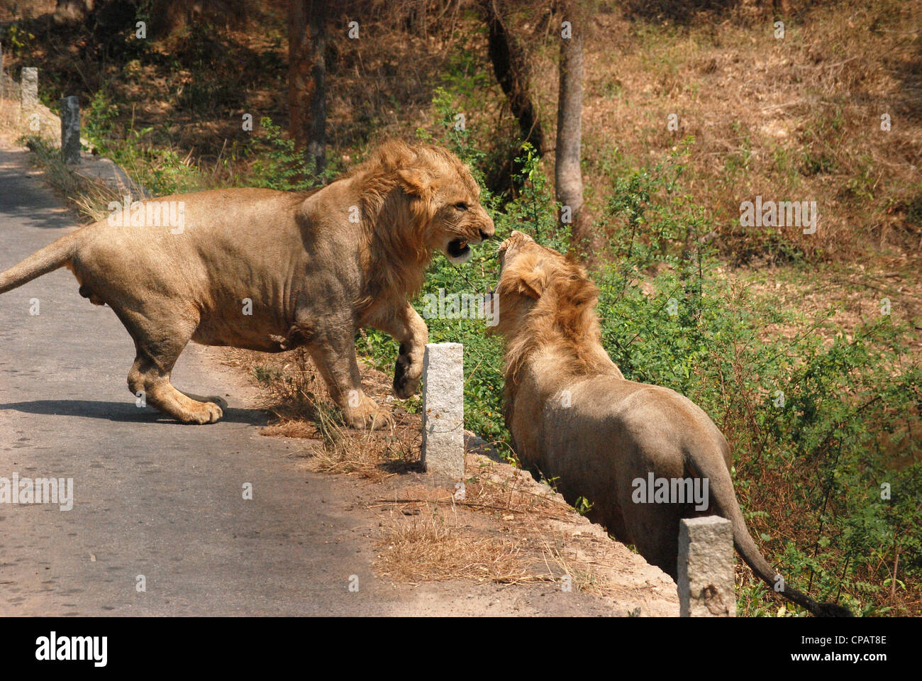 Lion combats Banque de photographies et d’images à haute résolution - Alamy