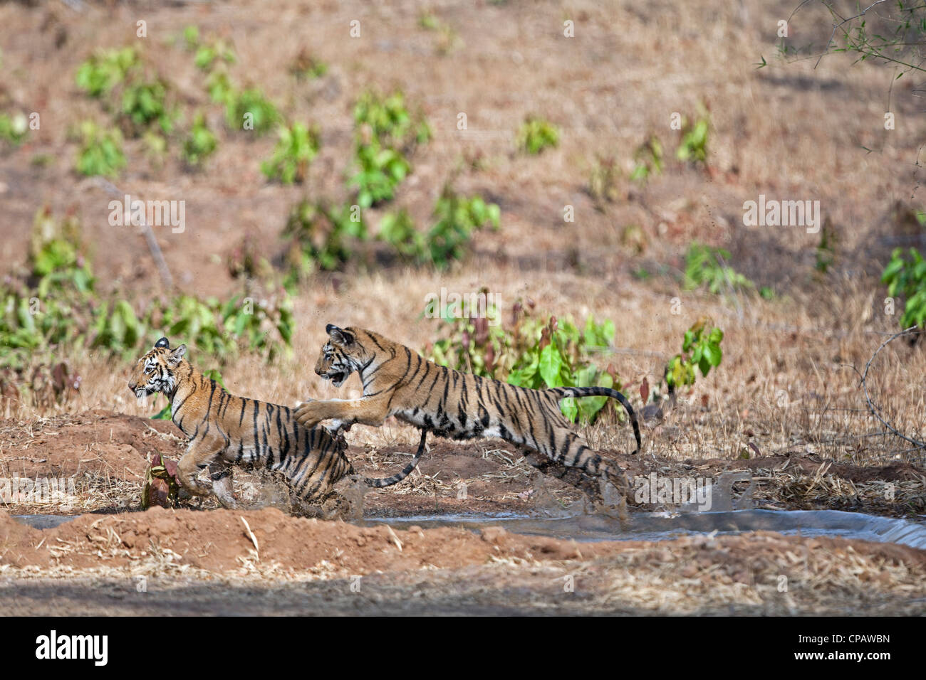 Telia Tigresse Oursons jouant dans une lutte à Tadoba Andhari Tiger Reserve, en Inde. ( Panthera tigris ) Banque D'Images