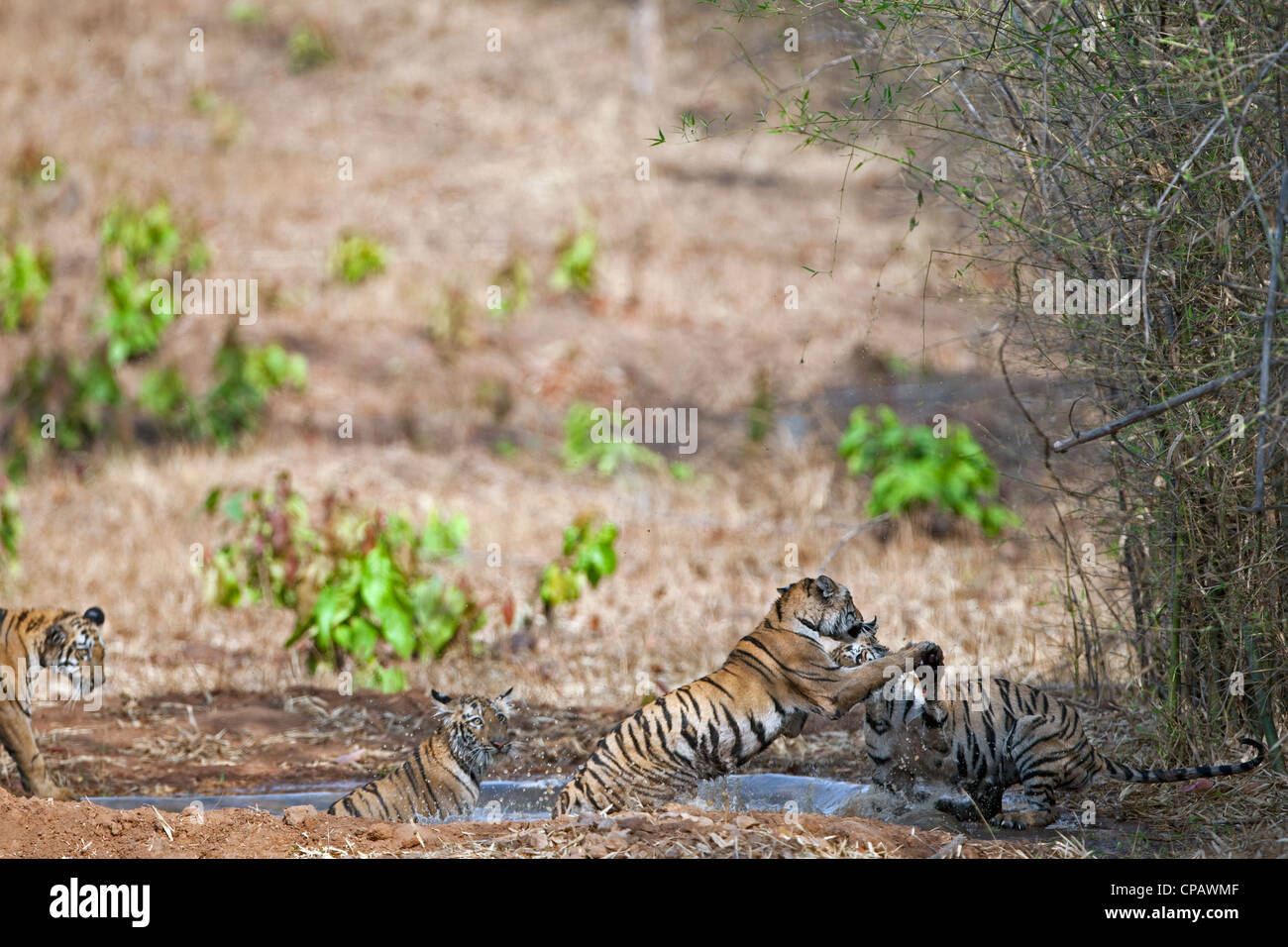 Telia Tigresse Oursons jouant dans une lutte à Tadoba Andhari Tiger Reserve, en Inde. ( Panthera tigris ) Banque D'Images