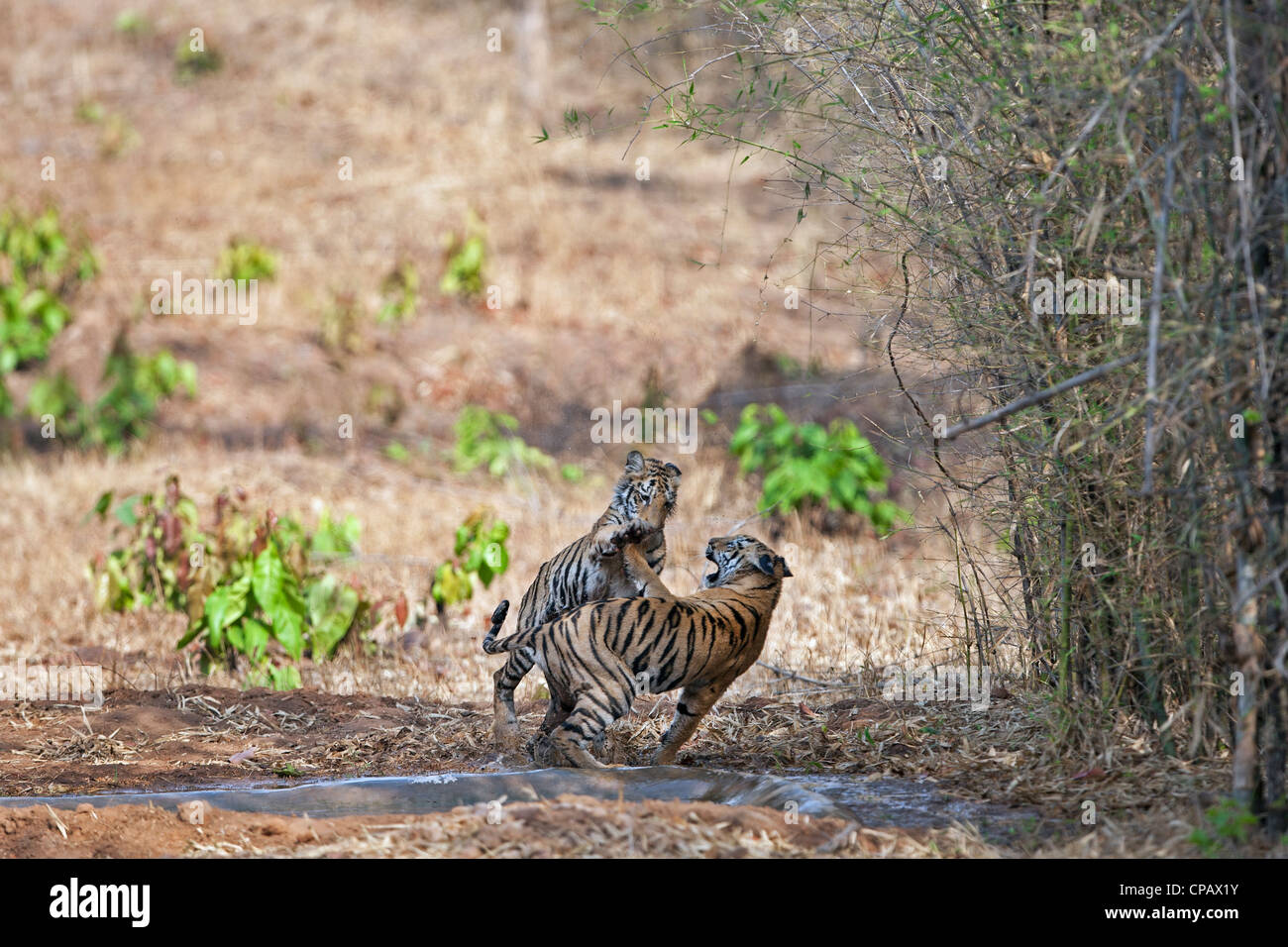 Telia Tigresse Oursons jouant dans une lutte à Tadoba Andhari Tiger Reserve, en Inde. ( Panthera tigris ) Banque D'Images