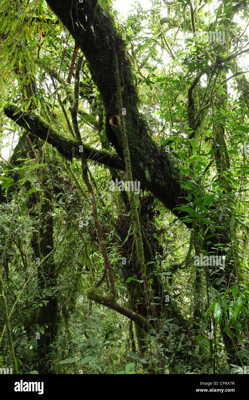 Vignes, plantes grimpantes et de mousses prospérer sous la canopée dense de la forêt tropicale dans le Parc National de Nyungwe, au Rwanda. Banque D'Images