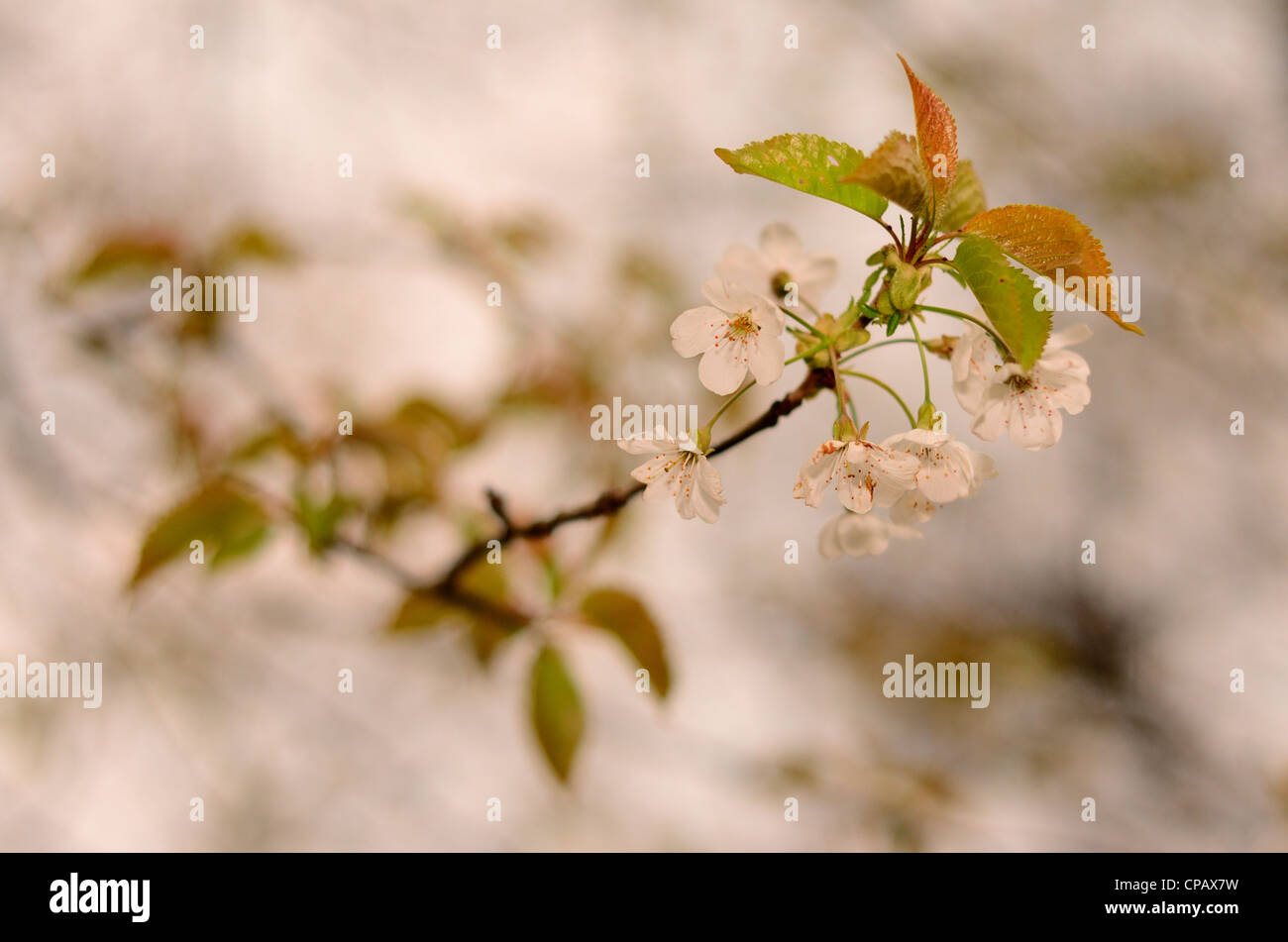 Le Merisier, Prunus avium, blossom in close-up Banque D'Images