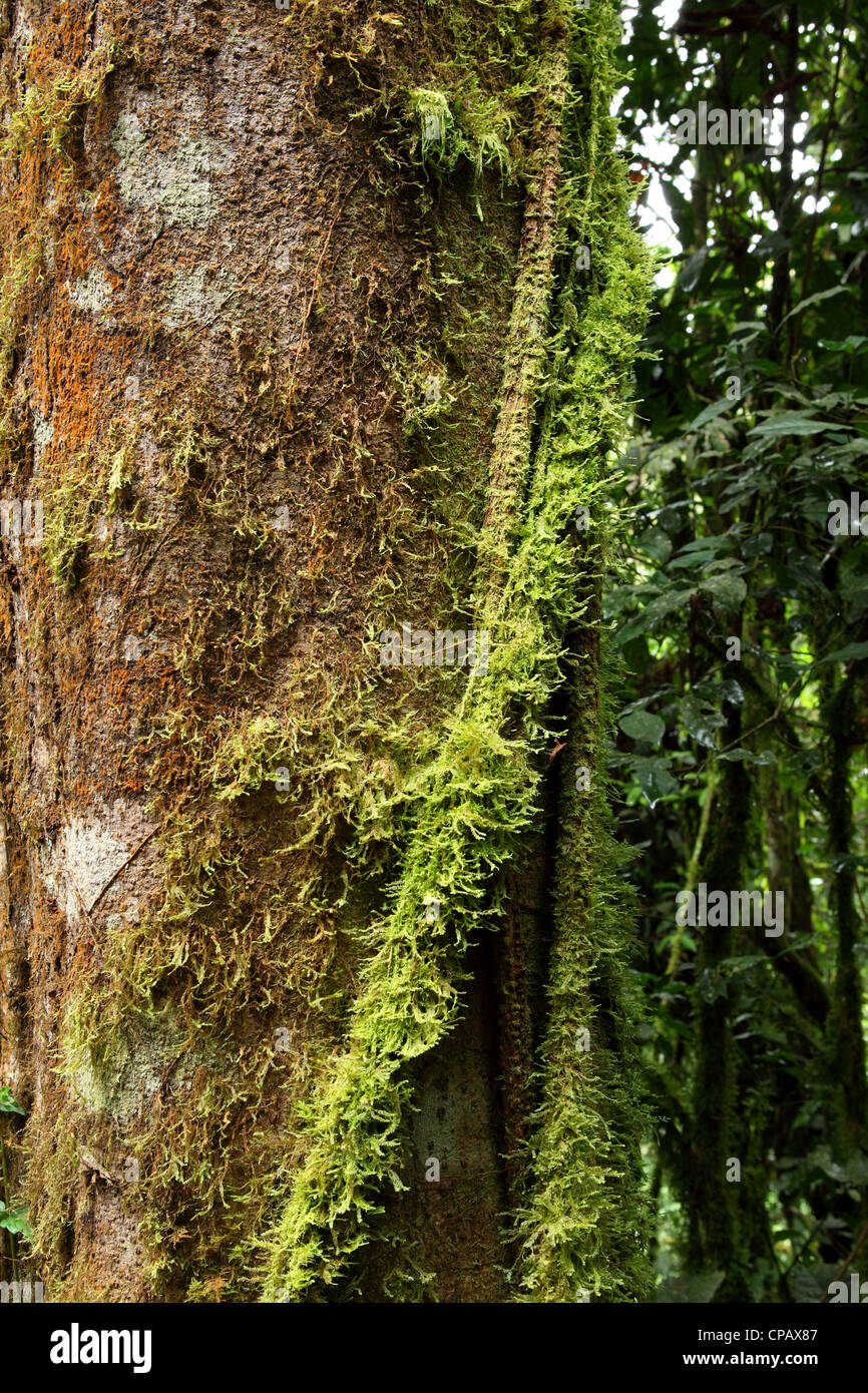 Vignes, plantes grimpantes et de mousses prospérer sous la canopée dense de la forêt tropicale dans le Parc National de Nyungwe, au Rwanda. Banque D'Images